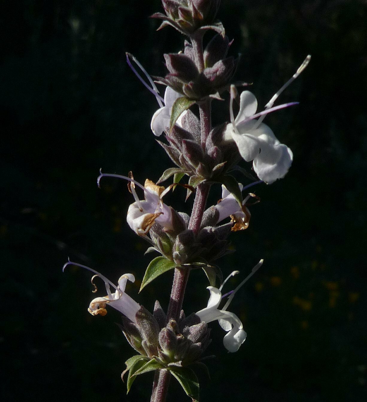 High Resolution Salvia apiana x melifera Flower